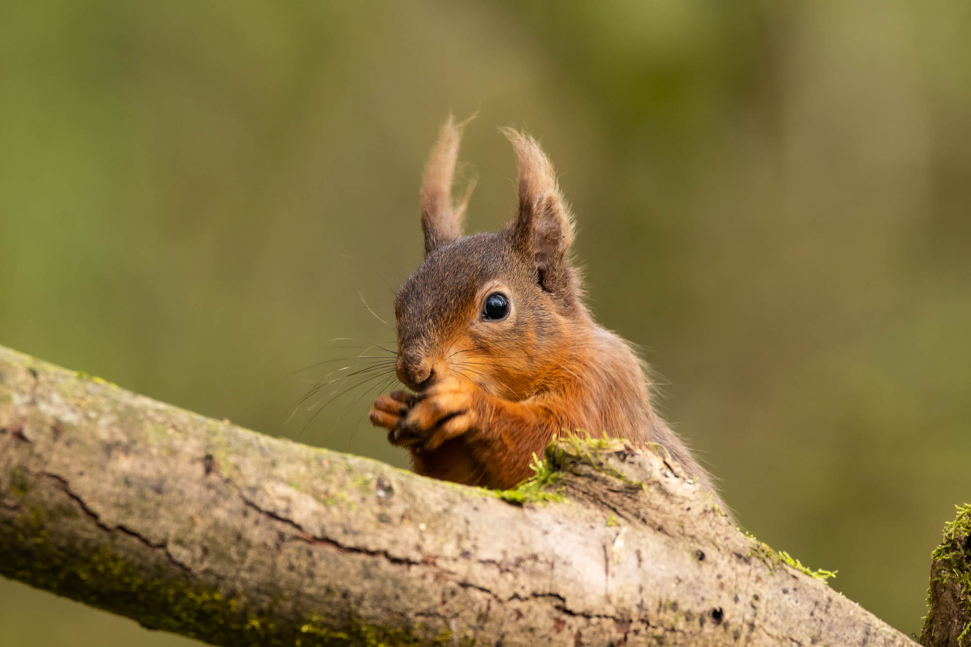 Red Squirrel