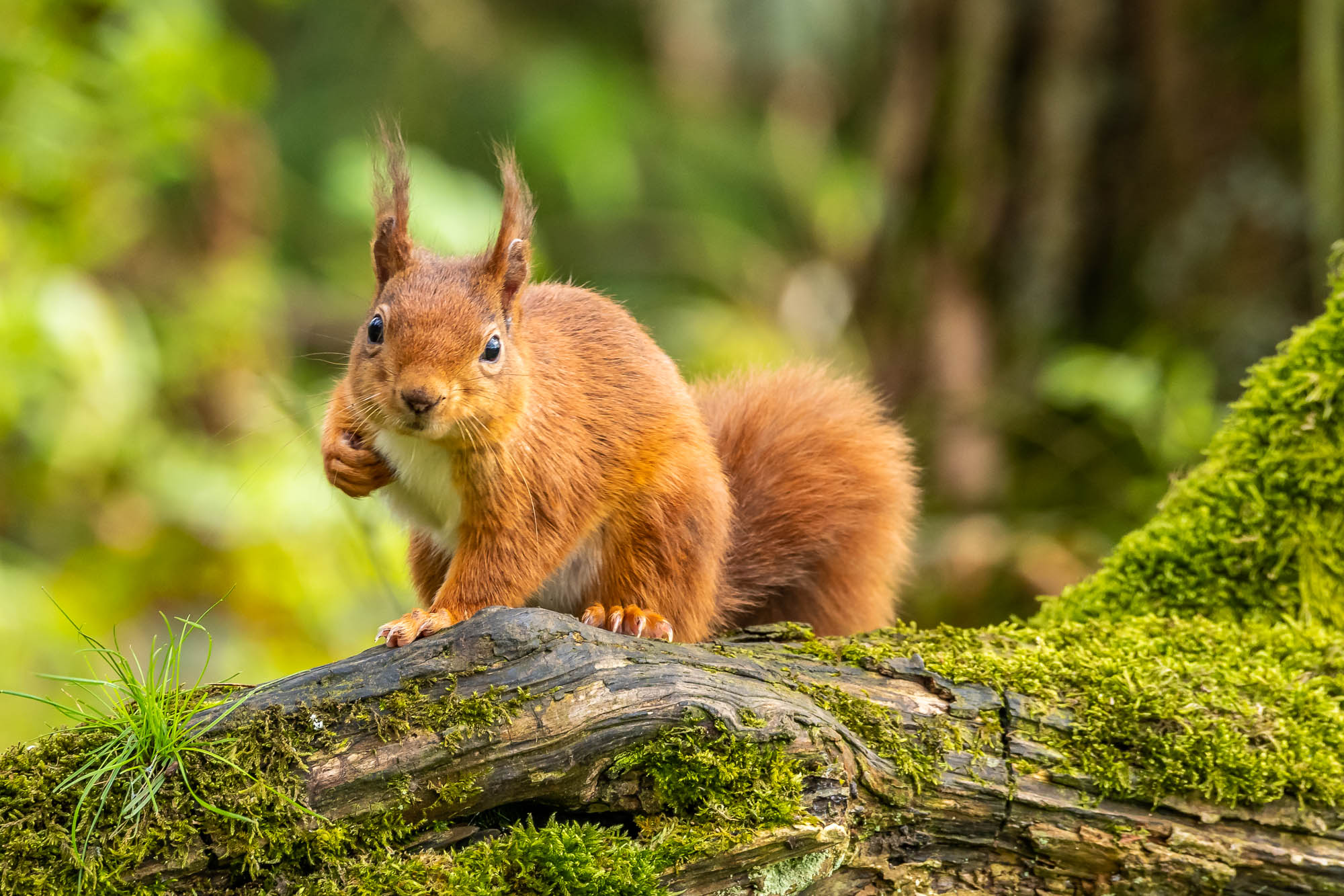Red Squirrel
