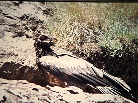 Bearded vulture chick