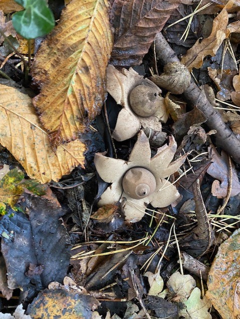 Collared Earthstar