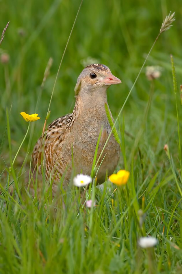 Corncrake