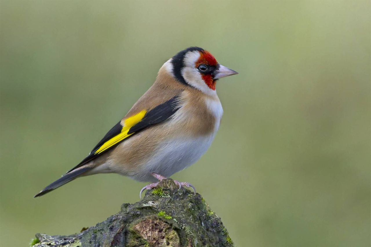 Goldfinch