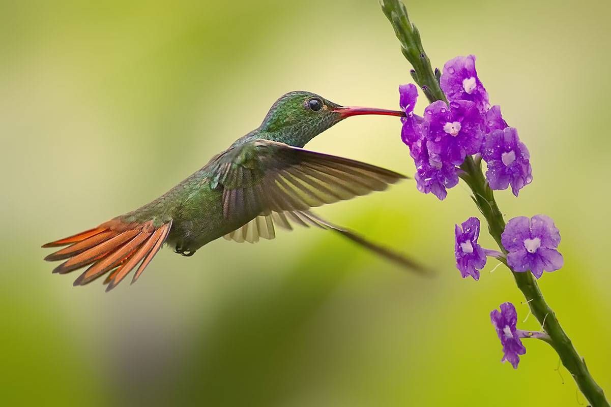 Hummingbird