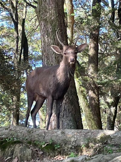 Japanese Sika deer