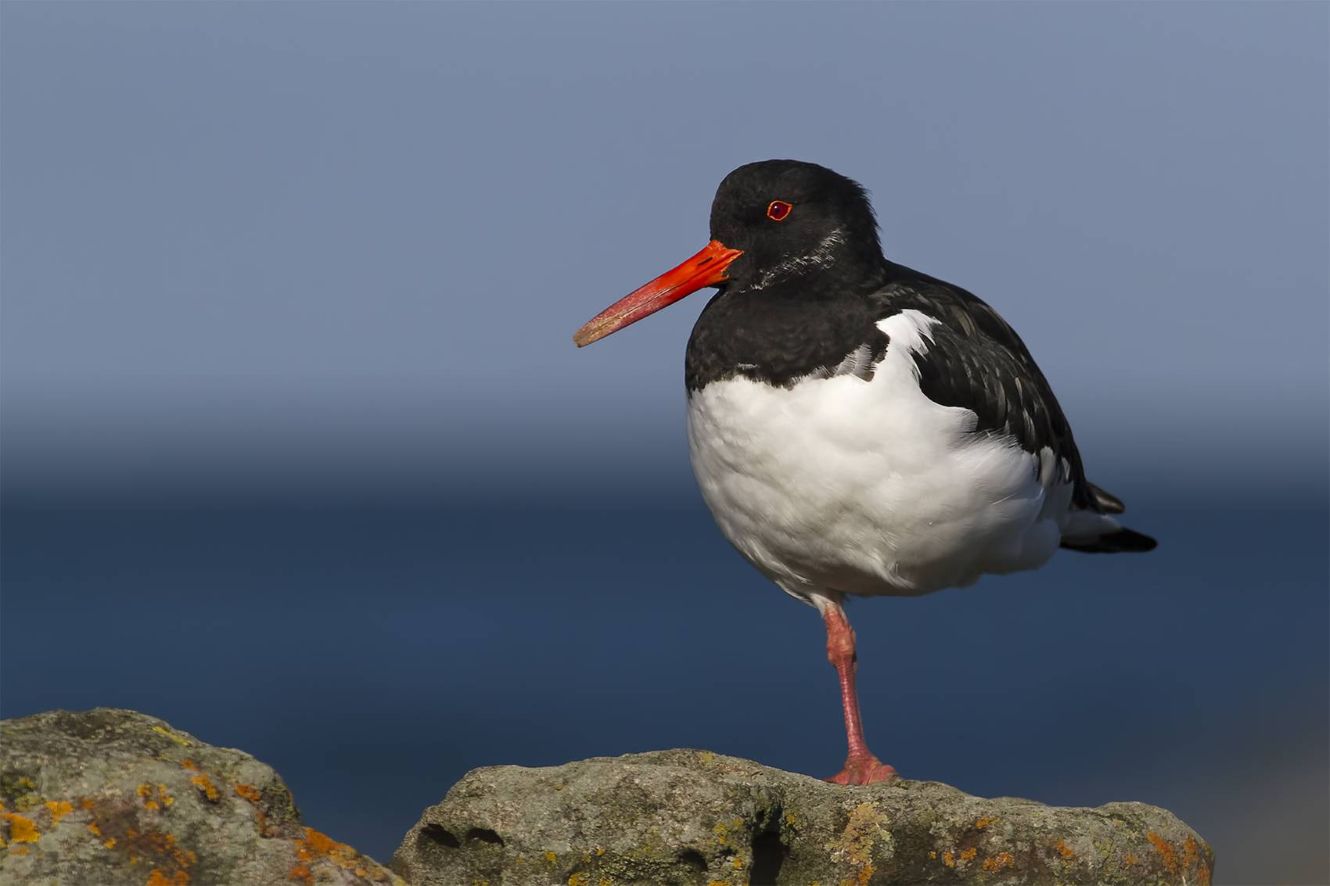 Oystercatcher