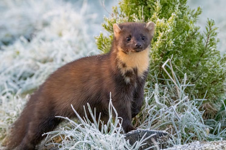 Pine marten