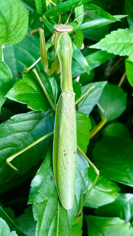 Praying mantis
