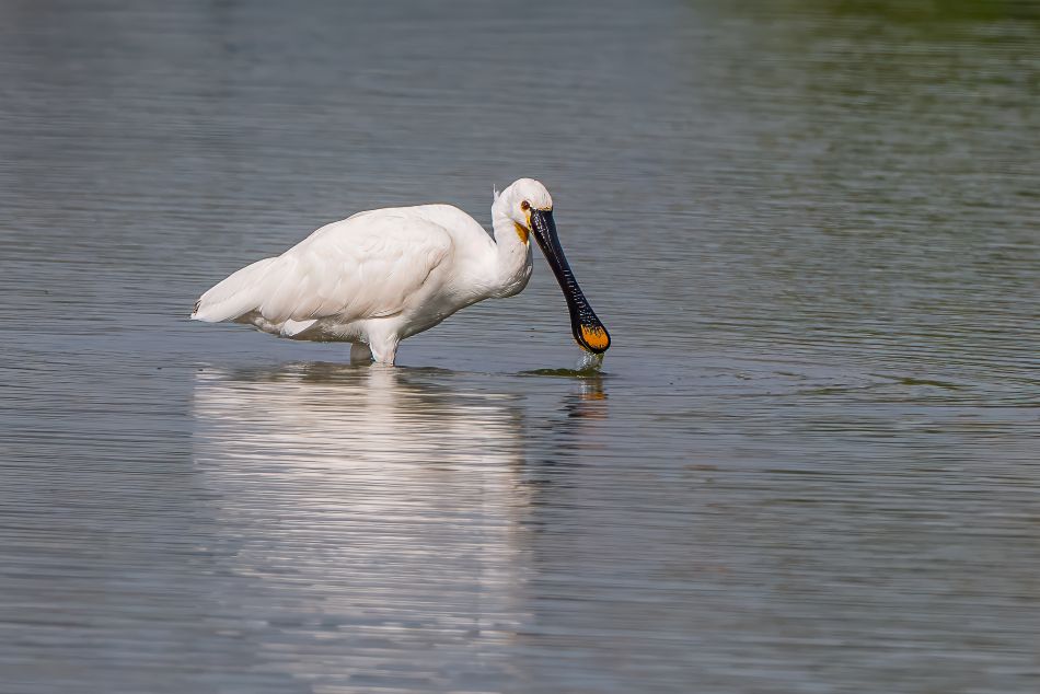 Spoonbill