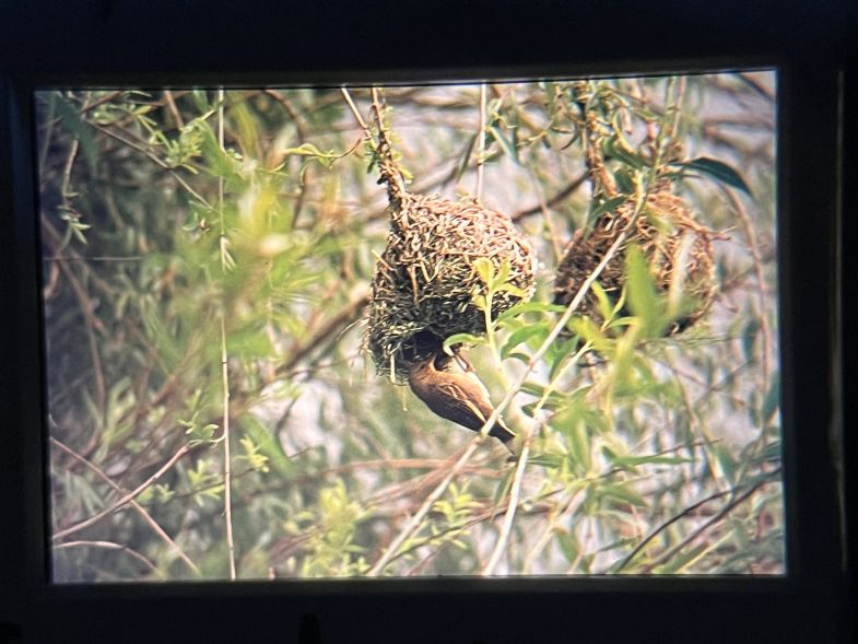 Weaver bird nest complete