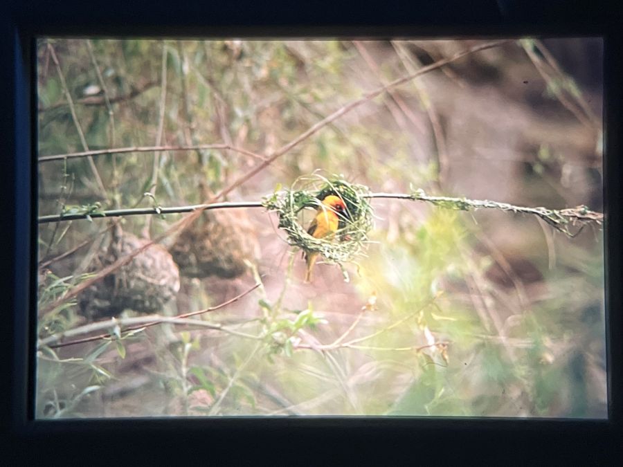 Weaver bird starts his nest