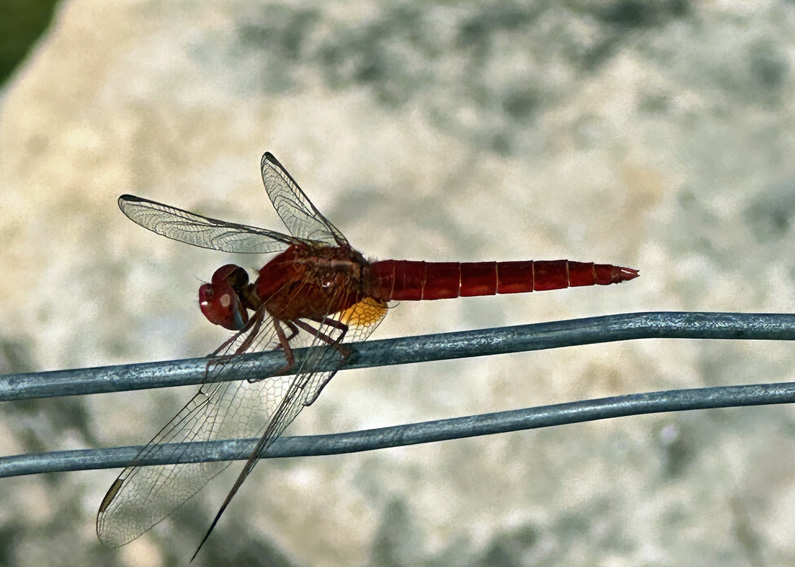 Scarlet dragonfly