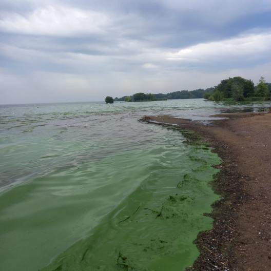 Algal bloom at shore Ballyronan