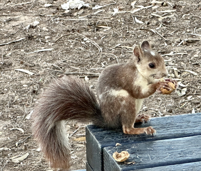 Spanish squirrel
